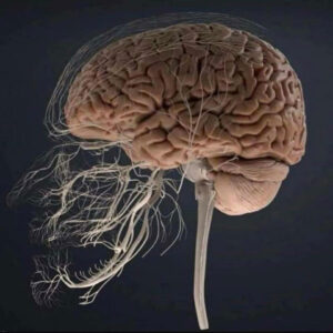 Toothache nerve connectivity